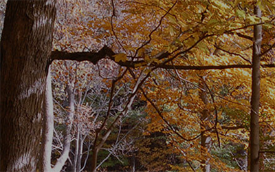 Preview of Ross Reserve website